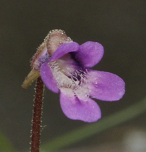 File:Pinguicula vulgaris 140505.jpg