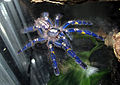 Poecilotheria metallica (2012, Canon PowerShot SX130 IS)