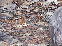 A rattlesnake near Lower Yosemite Falls