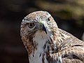 Image 107Red-tailed hawk yearbook photo, class of 2022, Central Park