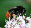 Redtailed bumblebee