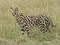 tierboskat (Leptailurus serval)