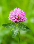 Trifolium pratense 0522.jpg