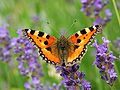 Aglais urticae