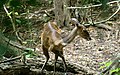 Female Tragelaphus scriptus in Bamburi Haller Park - Kenya