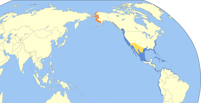 File:Calidris mauri map.svg