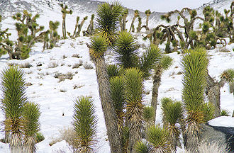 Arbres de Josuè jos la nèu, Scottys Mountains, Califòrnia