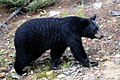 3. Een zwarte beer (Ursus americanus)