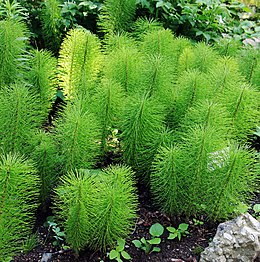 Didysis asiūklis (Equisetum telmateia)