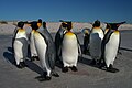 "Falkland_Islands_Penguins_62.jpg" by User:Überraschungsbilder