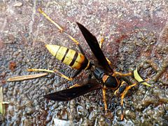 Polistes comanchus