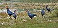 Purple swamphens at Sultanpur.