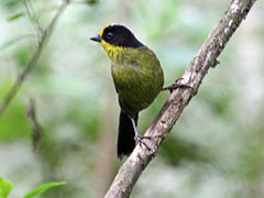 Pale-naped Brush-Finch RWD4.jpg