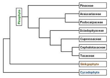 A. Farjon eta C. J. Quinn & R. A. Price arabera Proceedings of the Fourth International Conifer Conference, Acta Horticulturae 615 (2003).