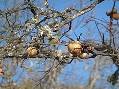 Oak galls on Roxy Ann Peak