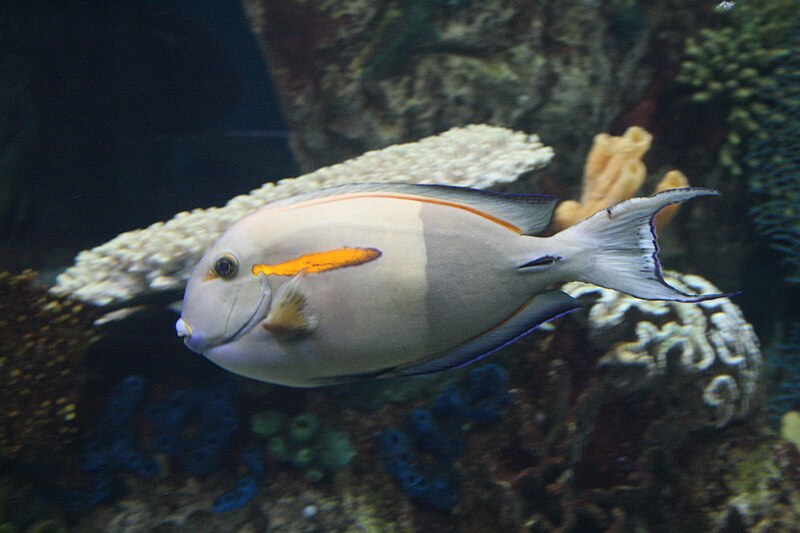 File:Surgeonfish.jpg