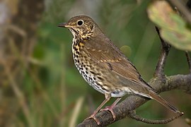 Zanglyster (Turdus philomelos)