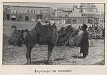 Camels on Nikolayevskaya