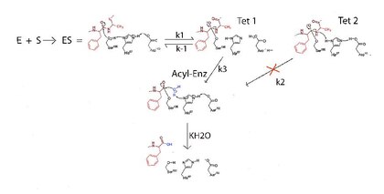 Chymotrypsin tetrahedral intermediates