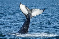 Humpback whale lobtailing at Ísafjarðardjúp, Iceland