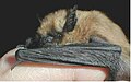 Myotis ciliolabrum (cat.)