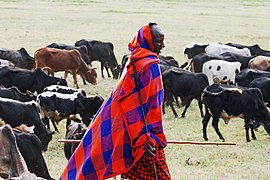 Masai-herder met vee