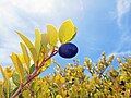 Cocoplum growing in Oleta River State Park - Fruit and branches