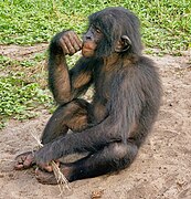 Bonobo at Nsele Valley Park, Kinshasa, DR Congo.jpg