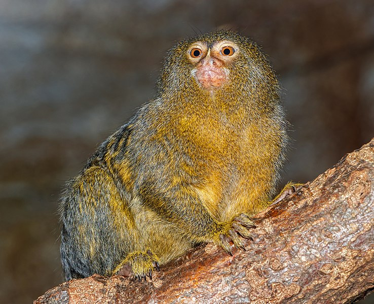 File:Cebuella pygmaea - Karlsruhe Zoo 01.jpg