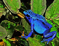 Una granhòta amazoniana: (dendrobates tinctorius)