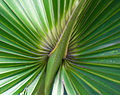 Detail of palm leaf