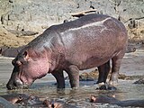 hippopotamus