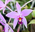 Laelia anceps