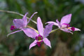 Laelia anceps