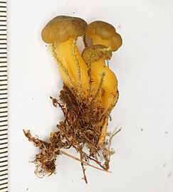 Leotia lubrica