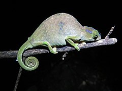 Description de l'image Rednose Dwarf Chameleon imported from iNaturalist photo 104902466 on 21 April 2022.jpg.