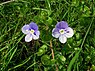 Draadereprijs (Veronica filiformis)