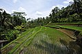 شالیزار برنج کرت‌بندی‌شده در بالی در اندونزی.