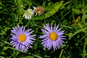 Aster amellus