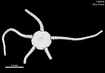 Ophioleuce seminudum, an Ophioleucidae