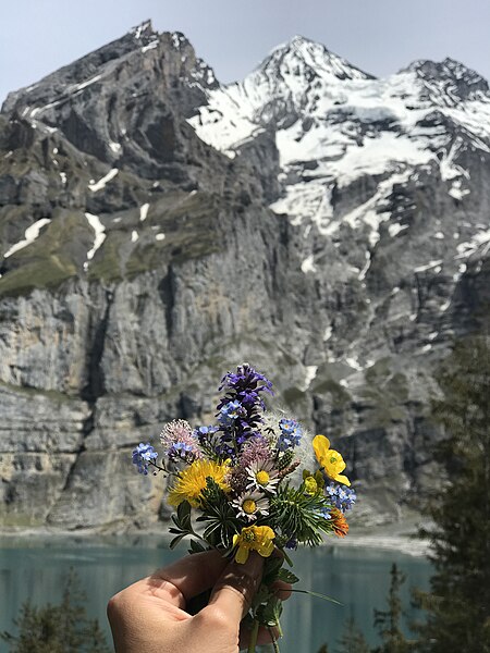 File:Alps flowers.jpg