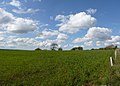 Cultivation of wheat in Brest (France)