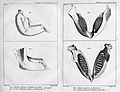 Comparaison anatomique d'une mâchoire d'éléphant indien et d'une mâchoire d'éléphant fossile par Cuvier en 1796.