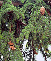 Foliage and cones, 'Cedars of God', Lebanon