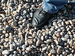 Large chert and flint shingle near the Portland (southern) entrance to beach