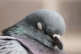 Columba livia (Madrid, Spain) 002.jpg