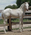 English: Foal is identified in caption as cremello, but dark skin and eyes indicate only single cream dilution, hence this foal is actually a Palomino, possibly with the addition of a champagne factor Deutsch: Fohlen mit dem Cream-Gen werden hell geboren