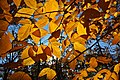 Fall leaves, Wachusett Meadow, MA