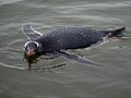 Pingüino Gentú Nadando