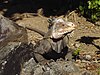 Lesser Antillean iguana (Iguana delicatissima)